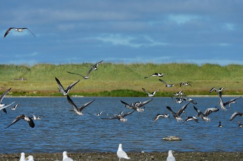 42250F2013___19178 Presqu'ile de Seltjarnarnes, au bord du Bakkatjorn, oies cendrées et huitriers pies.