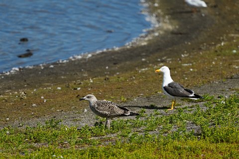 42350F2013___19186 Presqu'ile de Seltjarnarnes, au bord du Bakkatjorn, goélands bruns adulte et juvénile.