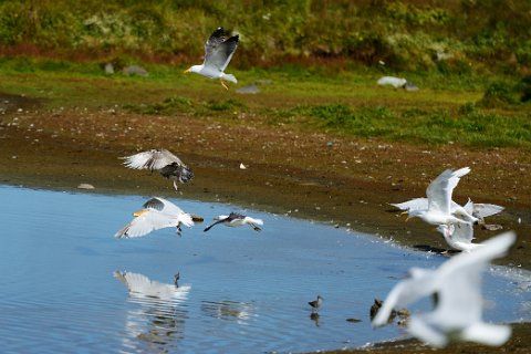 42550F2013___19200 Presqu'ile de Seltjarnarnes, au bord du Bakkatjorn, bagarre de mouettes et de goélands pour un morceau de baguette.