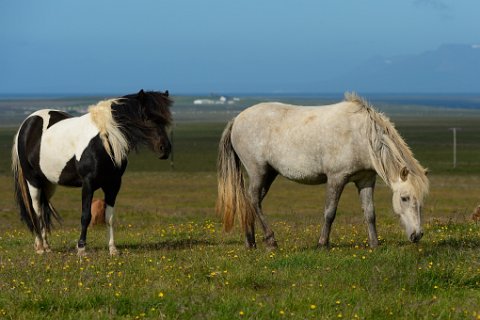 27000F2013___17242 Coiffures dans le vent. Les chevaux islandais sont petits, trapus et résistants (les autres sont morts compte tenu du climat). Leur longue crinière est mise en...