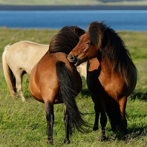 27600F2013___17316 On a beau être en Islande, il y a bien quelques parasites dans les champs.