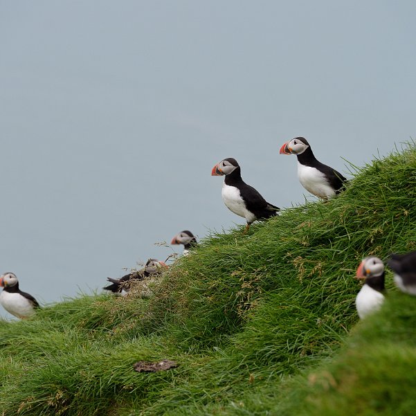 Ingolfshoði Ingolfshöfði, un promontoire perdu au bout d'une interminable lagune. C'est là, d'après la tradition, qu'Ingolfur...