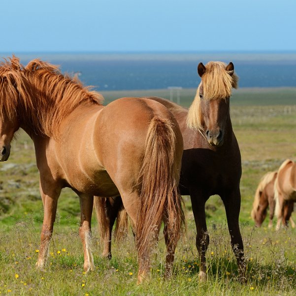 La péninsule de Vatnsnes A l'écart des circuits touristiques, la péninsule de Vatnsnes offre une nature sauvage, facilement accessible et l'une...