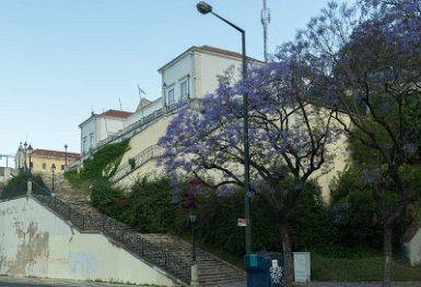 Lisbonne-musée national arte antica 6 mai 2017 Avenue du 24 Juillet, Jacaranda devant l'escalier du miradouro da Rocha Conde de Obidos