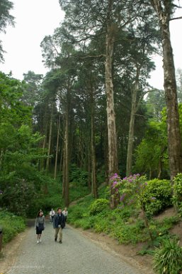 Lisbonne-Sintra 4 mai 2017 Parc du palais de Pena, cyprès géants du Mexique