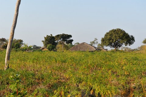 _844000-F2010___12422 Mozambique, de Cobue à Lichinga, cultures de manioc