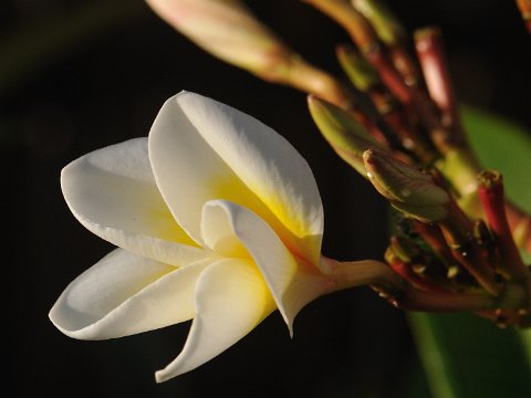 _189000-F2010___8214 Mozambique, Guludo, fleur de frangipanier (du marquis Muzio Frangipani italien du XVIe s à qui l'odeur de la fleur rappelait le parfum à base d'amande de ses...