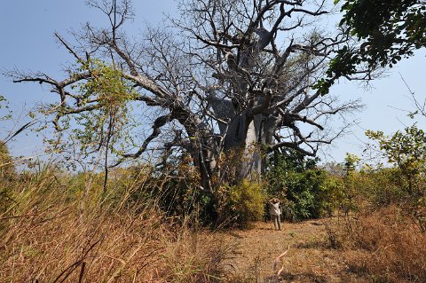 _735000-F2010___11566 Mozambique, près de Cobue, baobab