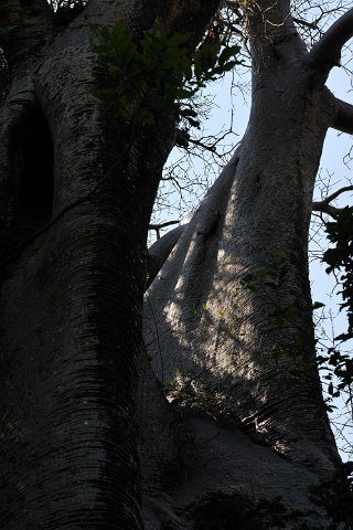 _736000-F2010___11575 Mozambique, près de Cobue, baobab