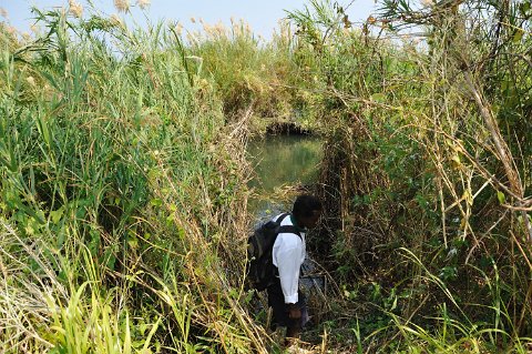 _820000-F2010___12282 Mozambique, près de Cobue, vers les crocodiles
