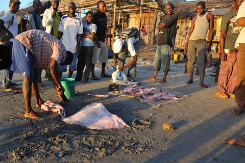 _335000-F2010___8991 Mozambique, Mocimboa di Praia, le Port au petit matin, découpage d'une raie