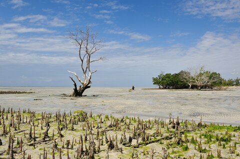 _018000-F2010___6450 Mozambique, région de Pemba, Murrebue, bord de mer et de mangrove