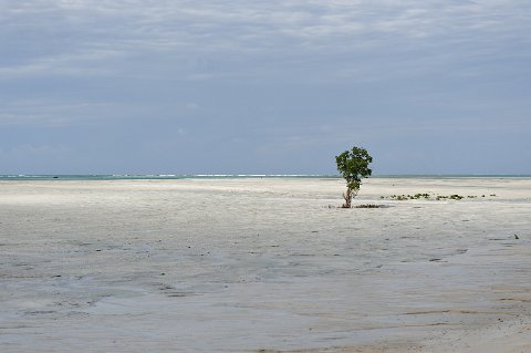 _019000-F2010___6457 Mozambique, région de Pemba, Murrebue, bord de mer