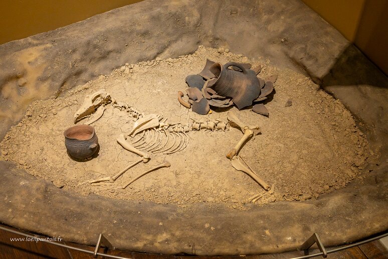 DSC_2087 Tombe d'un chien du début de l'age de bronze