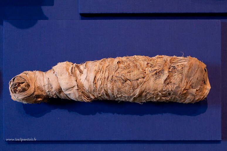 DSC_1079 Musée des princes Czartoryski, momie de chat