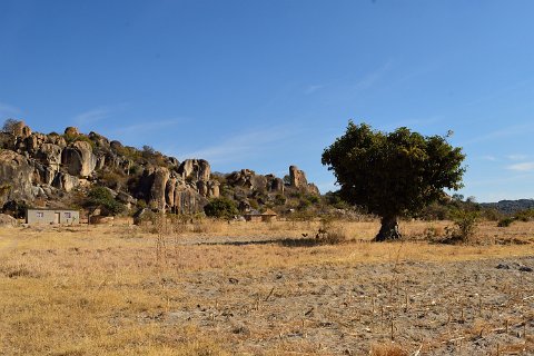 2452F2012___32031 Matopos, ward 16, village Tombo, domaine de la famille SIPANDA depuis leurs champs: l'arbre est un 