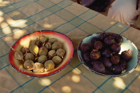 2460F2012___31988 Matopos, ward 16, village Tombo, fruit ( cru et cuit) du Snot apple (uxakuxaku en Ndebele ou Azanza garckeana utilisé comme friandise