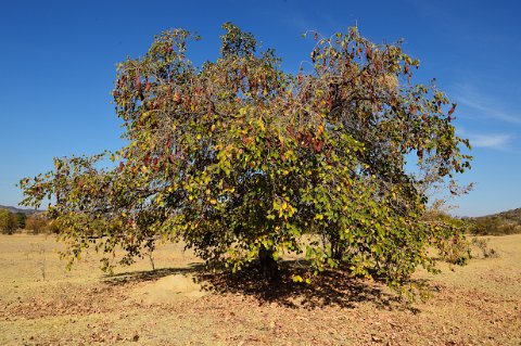 2640F2012___32035 Matopos, ward 16, village Tombo: les longs fruits ligneux de cet arbre (iHabahaba en Ndebele ou Piliostigma thonningii ou pied de boeuf) peuvent se manger tels...