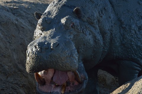 3240F2012___32630 Parc de Hwange, point d'eau de Masuma: hippopotame