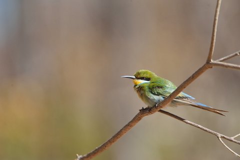 3280F2012___32730 Parc de Hwange, le long de la rivière Lukosi, guêpier