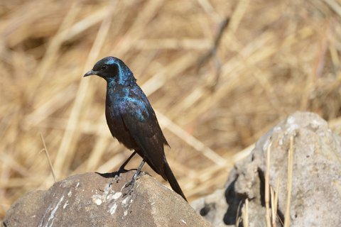 3290F2012___32754 Parc de Hwange, point d'eau de Masuma: drongo brillant