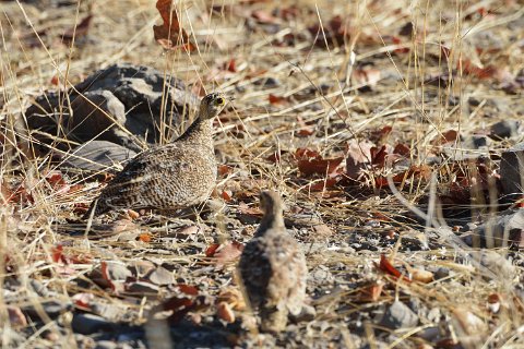 3310F2012___32806 Parc de Hwange, Francolin