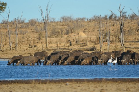 3360F2012___32873 Parc de Hwange, point d'eau de Mandavu, troupeau de buffles avec deux flamants