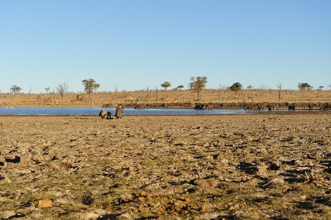 3375F2012___33010 Parc de Hwange, Mandavu, approche des buffles