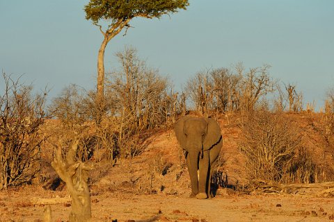 3380F2012___32934 Parc de Hwange, point d'eau de Mandavu: éléphant arrivant au point d'eau