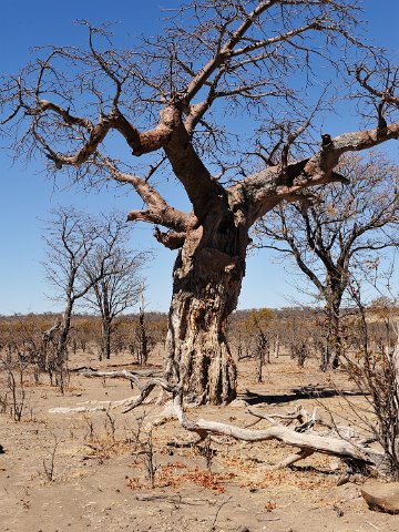 3420F2012___32987 Parc de Hwange, près de Masuma, baobab entamé par les éléphants