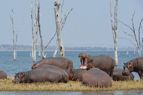 4660F2012___34171 Hippopotames au repos d'hiver