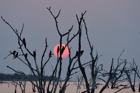 4690F2012___34259 Coucher de soleil sur une colonie d'Anhinga d'afrique (oiseaux serpents ou african darters)