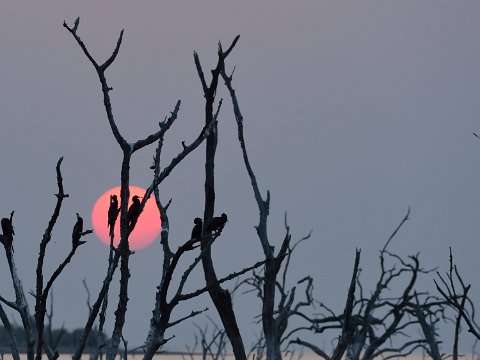 4700F2012___34259bis Coucher de soleil sur une colonie d'Anhinga d'afrique (oiseaux serpents ou african darters)