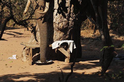 4890F2012___34682 Eléphant caché derrière un arbre pour voler les petits pains