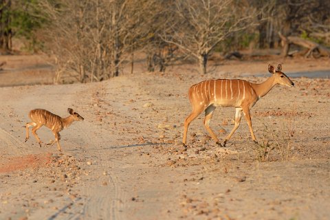 5480F2012___35305 Nyala femelle avec son petit (Tragelaphus angasii)