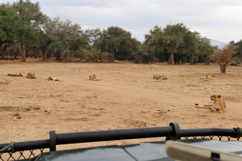 5485F2012___35471 Groupe de lions au repos