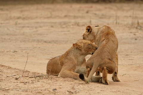 5580F2012___35378 Troupe de Lions