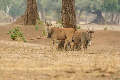 5600F2012___35407 Elands (Taurotragus oryx)