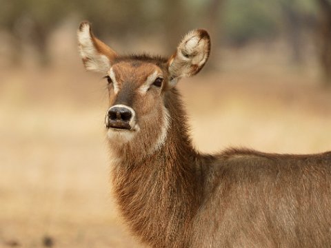 5640F2012___35438 Cobe à croissant (Kobus ellipsiprymnus ou waterbuck)