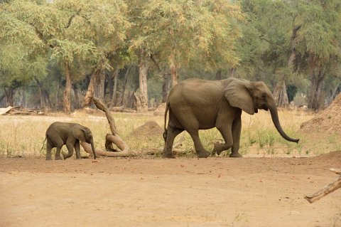 5680F2012___35464 Eléphants