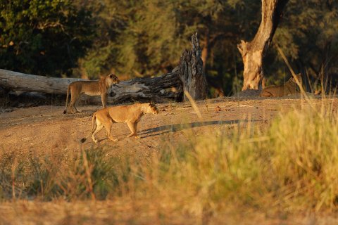 5740F2012___35503 Lionnes commençant la chasse