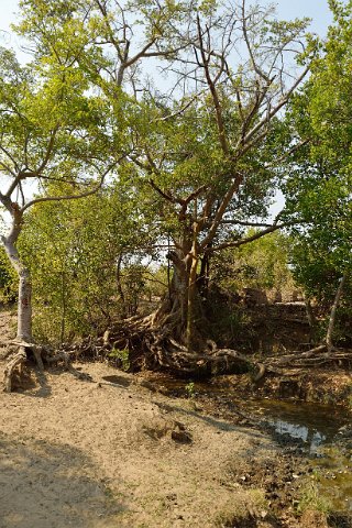 4370F2012___33838 Village MONDE, l'arbre où ils viennent invoquer la pluie pendant les sécheresses
