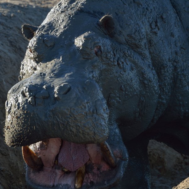 Hwange Hwange est le plus grand parc national du Zimbabwe (près de 15000 km2) et rassemble une faune considérable, pour...