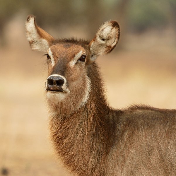 Mana pools Le parc de Mana pools, situé tout au Nord du Zimbabwe, sur les rives du Zambèze est un parc de 2200km2 inclus dans un...