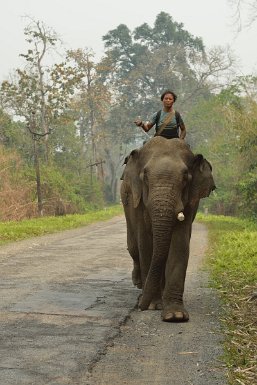 61300F2015___05568 Chongkham, sur la route de Wakro. Les éléphants de labeur sont maintenant très rares et utilisés uniquement pour les travaux forestiers
