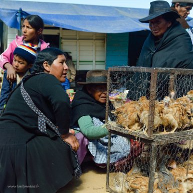 F2016___09579 Tarabuco, le choix des poulets