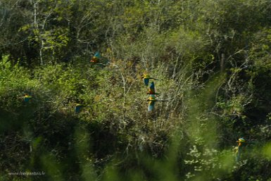 F2016___08993 Sur la route de Samaipata à Sucre, à 40km de Samaipata, vol du rarissime Ara de Lafresnaye (Ara rubrogenys - Red-fronted Macaw ou Guacamayo de Cochabamba). Leo...