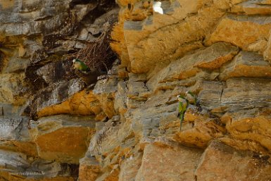 F2016___09068 Falaise de l'écolodge: Conures des falaises, sous espèce de la conure veuve ou Cliff parakeet, (Myiopsitta monachus luchsi)