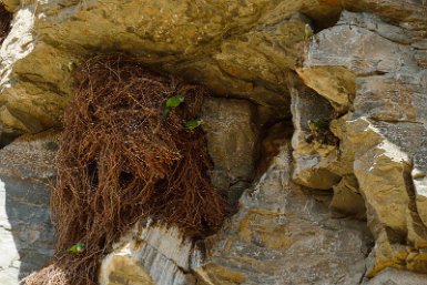 F2016___09087 Falaise de l'écolodge: Conures des falaises, sous espèce de la conure veuve ou Cliff parakeet, (Myiopsitta monachus luchsi)