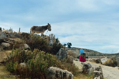 F2016___15066 Lac Titicaca, Ile du Soleil, âne regardant avec délices, une paysanne montant sa charge à pied